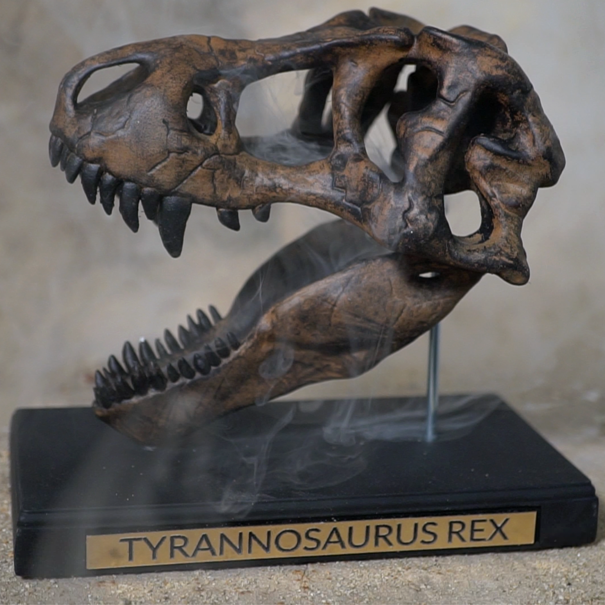 Real T-Rex Bone Skull Replica
