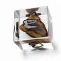 Real T-Rex fossil fragment suspended inside a clear resin D6 die